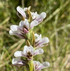 Prasophyllum alpestre at Kosciuszko National Park, NSW - 21 Jan 2022