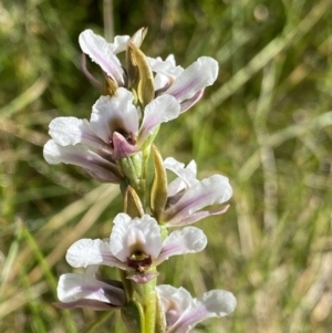 Paraprasophyllum alpestre at Kosciuszko National Park, NSW - suppressed