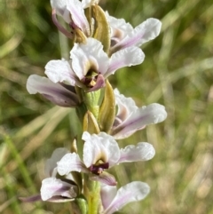 Prasophyllum alpestre at Kosciuszko National Park, NSW - 21 Jan 2022