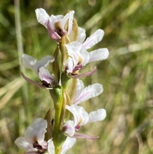 Prasophyllum alpestre at Kosciuszko National Park, NSW - 21 Jan 2022