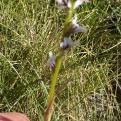 Prasophyllum alpestre at Kosciuszko National Park, NSW - 21 Jan 2022