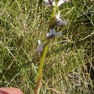 Prasophyllum alpestre at Kosciuszko National Park, NSW - 21 Jan 2022