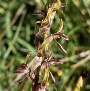 Prasophyllum tadgellianum at Kosciuszko National Park, NSW - 21 Jan 2022