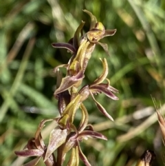 Prasophyllum tadgellianum at Kosciuszko National Park, NSW - 21 Jan 2022