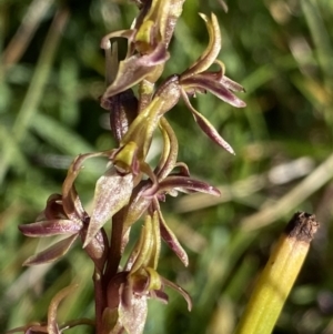 Paraprasophyllum tadgellianum at Kosciuszko National Park, NSW - suppressed