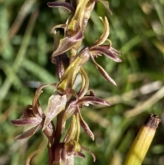 Prasophyllum tadgellianum at Kosciuszko National Park, NSW - 21 Jan 2022