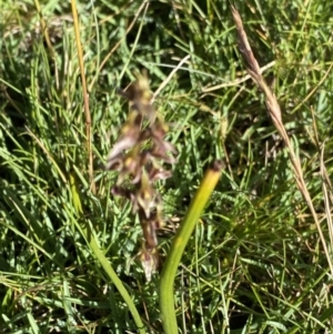 Prasophyllum tadgellianum at Kosciuszko National Park, NSW - 21 Jan 2022