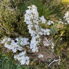 Olearia phlogopappa subsp. serrata at Kosciuszko National Park, NSW - 20 Jan 2022 by Ned_Johnston