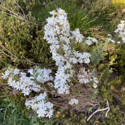 Olearia phlogopappa subsp. serrata at Kosciuszko National Park, NSW - 21 Jan 2022 by NedJohnston