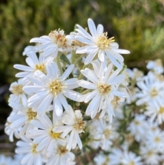 Olearia phlogopappa subsp. serrata at Kosciuszko National Park, NSW - 21 Jan 2022 08:56 AM