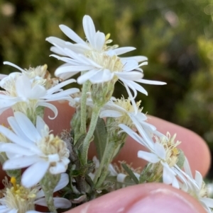 Olearia phlogopappa subsp. serrata at Kosciuszko National Park, NSW - 21 Jan 2022 08:56 AM