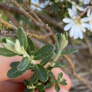 Olearia phlogopappa subsp. serrata at Kosciuszko National Park, NSW - 21 Jan 2022 08:56 AM