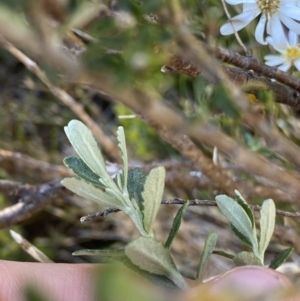 Olearia phlogopappa subsp. serrata at Kosciuszko National Park, NSW - 21 Jan 2022 08:56 AM