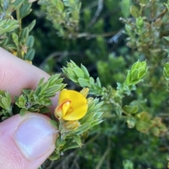 Oxylobium ellipticum (Common Shaggy Pea) at Charlotte Pass - Kosciuszko NP - 20 Jan 2022 by Ned_Johnston