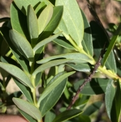 Pimelea ligustrina subsp. ciliata at Kosciuszko National Park, NSW - 21 Jan 2022