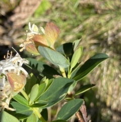 Pimelea ligustrina subsp. ciliata at Kosciuszko National Park, NSW - 21 Jan 2022