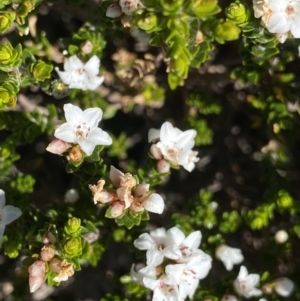 Epacris glacialis at Kosciuszko National Park, NSW - 21 Jan 2022