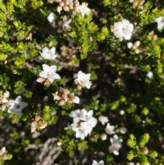 Epacris glacialis at Kosciuszko National Park, NSW - 21 Jan 2022