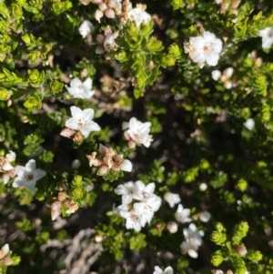 Epacris glacialis at Kosciuszko National Park, NSW - 21 Jan 2022