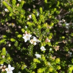 Epacris glacialis at Kosciuszko National Park, NSW - 21 Jan 2022