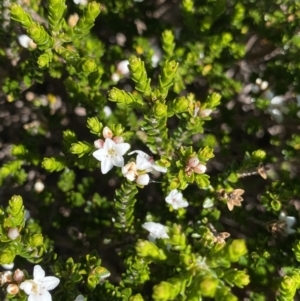 Epacris glacialis at Kosciuszko National Park, NSW - 21 Jan 2022