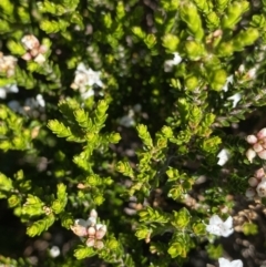 Epacris glacialis at Kosciuszko National Park, NSW - 21 Jan 2022