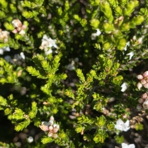 Epacris glacialis at Kosciuszko National Park, NSW - 21 Jan 2022