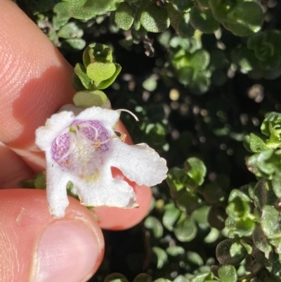 Prostanthera cuneata (Alpine Mint Bush) at Geehi, NSW - 21 Jan 2022 by NedJohnston