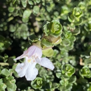 Prostanthera cuneata at Geehi, NSW - 21 Jan 2022