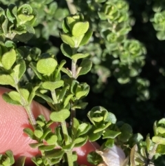 Prostanthera cuneata at Geehi, NSW - 21 Jan 2022