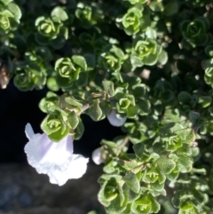 Prostanthera cuneata at Geehi, NSW - 21 Jan 2022