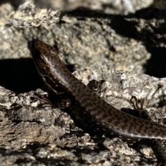 Eulamprus tympanum (Southern Water Skink) at Kosciuszko National Park, NSW - 21 Jan 2022 by NedJohnston