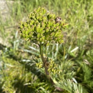 Aciphylla glacialis at Kosciuszko National Park, NSW - 21 Jan 2022 08:44 AM