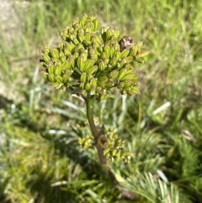 Aciphylla glacialis (Mountain Celery) at Kosciuszko National Park, NSW - 21 Jan 2022 by NedJohnston