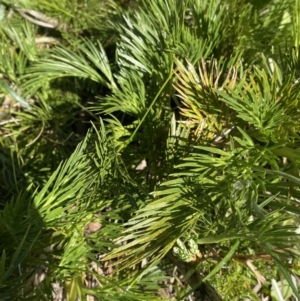 Aciphylla glacialis at Kosciuszko National Park, NSW - 21 Jan 2022 08:44 AM