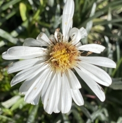 Celmisia costiniana (Costin's Snow Daisy) at Kosciuszko National Park, NSW - 21 Jan 2022 by NedJohnston