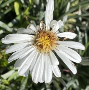 Celmisia costiniana at Kosciuszko National Park, NSW - 21 Jan 2022