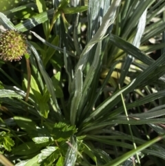 Celmisia costiniana at Kosciuszko National Park, NSW - 21 Jan 2022