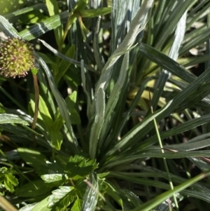 Celmisia costiniana at Kosciuszko National Park, NSW - 21 Jan 2022