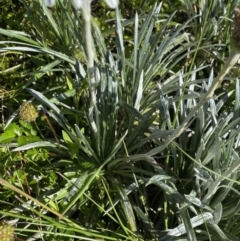 Celmisia costiniana at Kosciuszko National Park, NSW - 21 Jan 2022