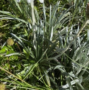 Celmisia costiniana at Kosciuszko National Park, NSW - 21 Jan 2022