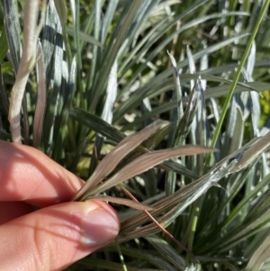 Celmisia costiniana at Kosciuszko National Park, NSW - 21 Jan 2022