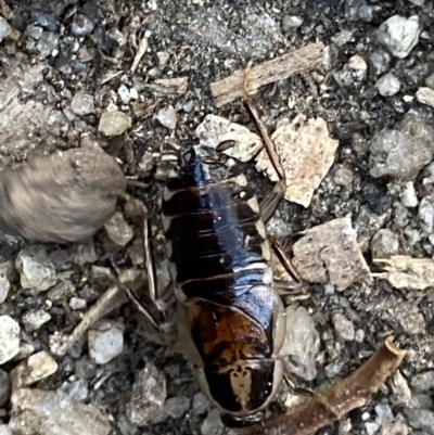 Johnrehnia australiae (Rehn's Cockroach) at Jagungal Wilderness, NSW - 21 Jan 2022 by NedJohnston