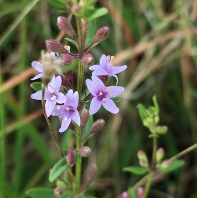 Mentha diemenica (Wild Mint, Slender Mint) at Lower Boro, NSW - 21 Jan 2022 by mcleana