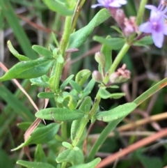 Mentha diemenica at Lower Boro, NSW - 22 Jan 2022 09:09 AM