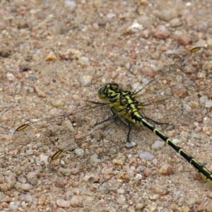 Austrogomphus guerini at Booth, ACT - 20 Jan 2022