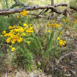 Chrysocephalum semipapposum at Jerrabomberra, ACT - 25 Jan 2022