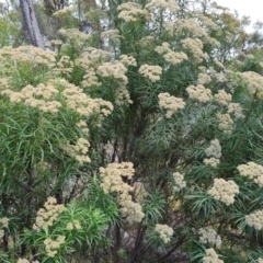 Cassinia longifolia (Shiny Cassinia, Cauliflower Bush) at Jerrabomberra, ACT - 24 Jan 2022 by Mike