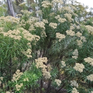 Cassinia longifolia at Jerrabomberra, ACT - 25 Jan 2022