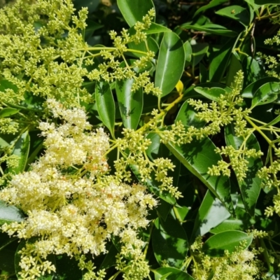 Ligustrum lucidum (Large-leaved Privet) at Jerrabomberra, ACT - 24 Jan 2022 by Mike